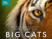 [英国][2018年][Big Cats][百度云][共3集][1080P][mkw/每集约1.4G]